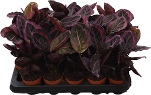 Calathea Roseopicta ‘Dottie’ – 7cm Pot
