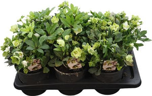 White Hellebore Garden Plant – 17cm Pot
