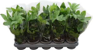 Japanese Aralia (Fatsia japonica) – 12cm Pot