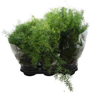 Asparagus Fern (Asparagus densiflorus) – 19cm Pot
