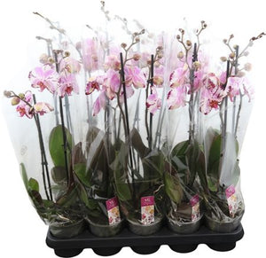 Pink Phalaenopsis Orchid ‘Magic Art’ – 12cm Pot