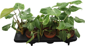 Philodendron gloriosum – 12cm Pot, 30cm Tall