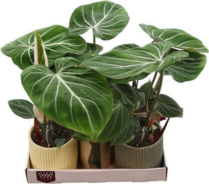Philodendron Green Houseplant – 12cm Pot