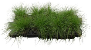 Sheep's Fescue Grass (Festuca ovina) – 12cm Pot