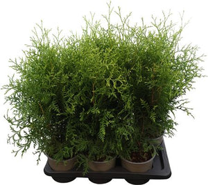 Western Red Cedar (Thuja occidentalis) – 17cm Pot, 65cm High