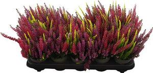 Calluna vulgaris ‘Beauty Ladies’ Trio – 11cm Pot