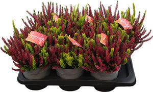 Mixed Calluna Vulgaris Heather – 17cm Pot
