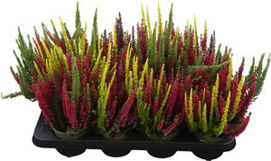 Beauty Ladies Colorado Lights Heather – 12cm Pot