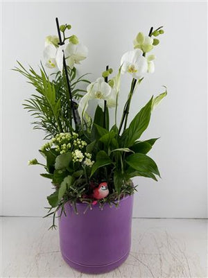 Mixed Colour Ceramic Plant Arrangement