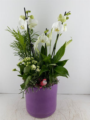 Mixed Colour Ceramic Plant Arrangement