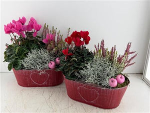 Mixed Colour Oval Zinc Plant Arrangement