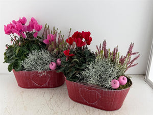 Mixed Colour Oval Zinc Plant Arrangement