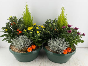Mixed Green Plant Arrangement – 4 Plants