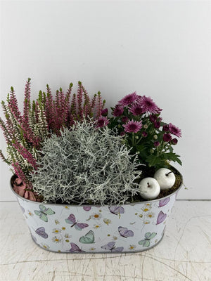 Mixed Colour Oval Zinc Butterfly Arrangement