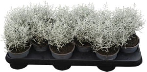 Cushion Bush (Leucophyta brownii) – 11cm Pot