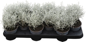 Cushion Bush (Leucophyta brownii) – 11cm Pot