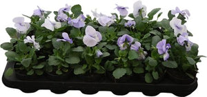 Viola 'Del Marina' – 9cm Pot