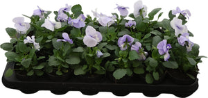 Viola 'Del Marina' – 9cm Pot