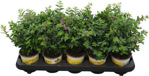 Lilac Cuphea 'Hy Floriglory' – 11cm Pot