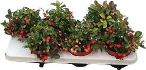 Gaultheria Big Berry Wintergreen – 12cm Pot