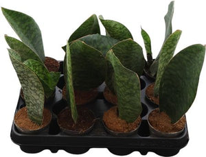 Whale Fin Sansevieria (Sansevieria masoniana) – 9cm Pot