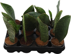 Whale Fin Sansevieria (Sansevieria masoniana) – 9cm Pot
