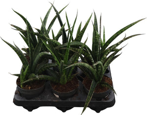 Snake Plant (Sansevieria trifasciata) – 12cm Pot