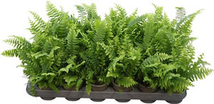 Nephrolepis ‘Green Delight’ Boston Fern – 9cm Pot