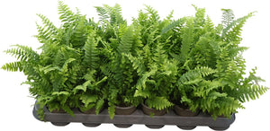 Nephrolepis ‘Green Delight’ Boston Fern – 9cm Pot