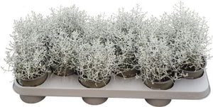 Calocephalus (Leucophyta brownii) – 11cm Pot