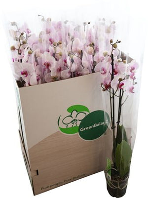 Phalaenopsis Orchid – 2 Stem, 12cm Pot, 75cm