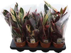 Triostar Stromanthe (Stromanthe sanguinea) – 14cm Pot