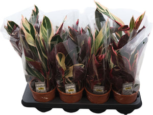 Triostar Stromanthe (Stromanthe sanguinea) – 14cm Pot