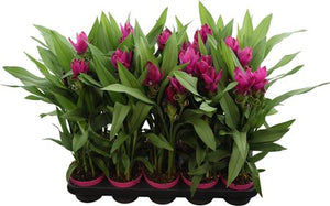 Purple Curcuma ‘Al Siam Sublime’ – 12cm Pot