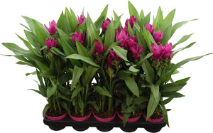 Purple Curcuma ‘Al Siam Sublime’ – 12cm Pot