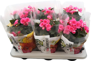 Pink Elatior Begonia (Begonia × hiemalis) – 14cm Pot