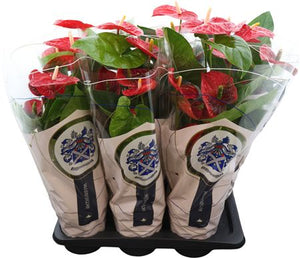 Red Anthurium (Anthurium andraeanum) – 17cm Pot
