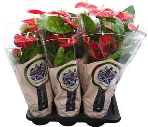 Red Anthurium (Anthurium andraeanum) – 17cm Pot