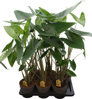 Alocasia Zebrina – 17cm Pot, Approx. 90cm Tall