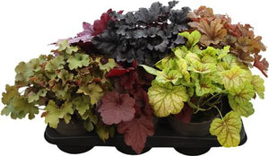 Mixed Heuchera Coral Bells – 17cm Pot