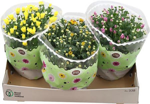 Mixed Chrysanthemum Houseplant – 23cm Pot