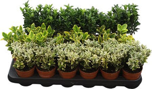 Euonymus Mixed Garden Plant – 9cm Pot
