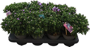 Purple Rose Aster (Aster) – 12cm Pot