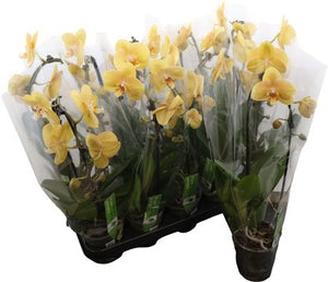 African Sunset Phalaenopsis Orchid – 12cm Pot