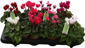 Mixed-Colour Small-Flowered Cyclamen (Cyclamen persicum) – 10.5cm Pot