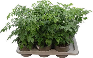 China Doll Plant (Radermachera sinica) – 17cm Pot