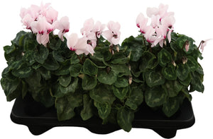 Mixed Large-Flowered Cyclamen persicum – 17cm Pot