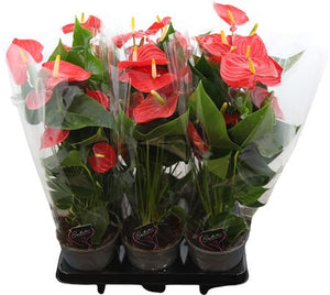 Red Anthurium (Anthurium) – 14cm Pot, 45cm High
