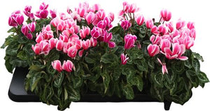 Mixed-Colour Persian Cyclamen (Cyclamen persicum) – 12cm Pot