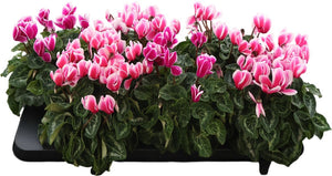 Mixed-Colour Persian Cyclamen (Cyclamen persicum) – 12cm Pot